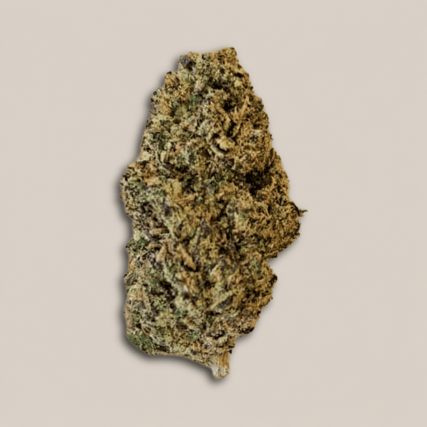 Alien Cookies - Premium - Salvia la pépite verte