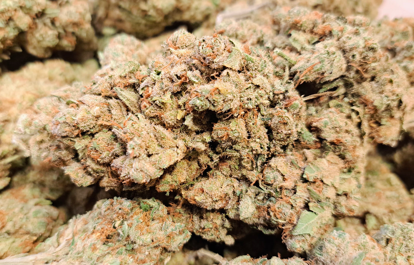 Amnesia 2.0 - Premium - Salvia la pépite verte