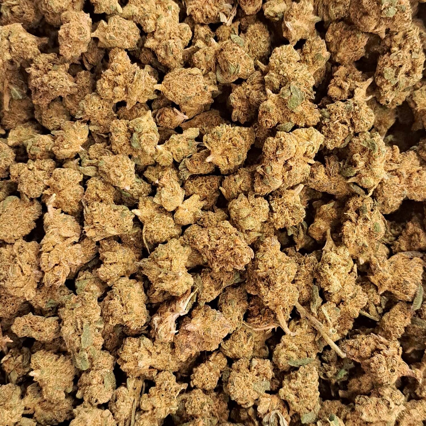 Biscotti - Small buds - Salvia la pépite verte