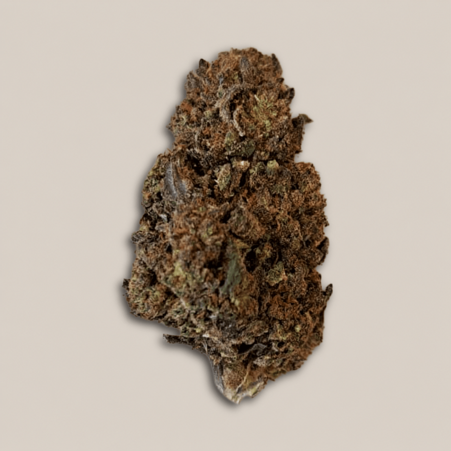 Black Mango - Premium - Salvia la pépite verte