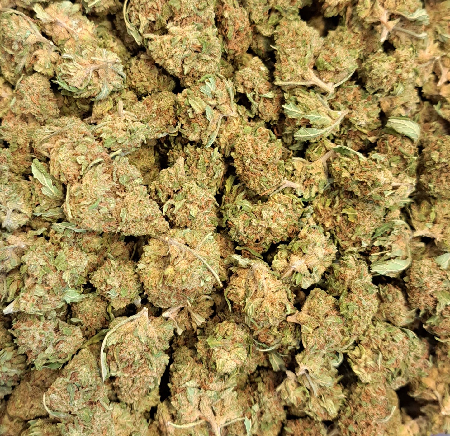 Bubbah Kush - Classique Living soil - Salvia la pépite verte