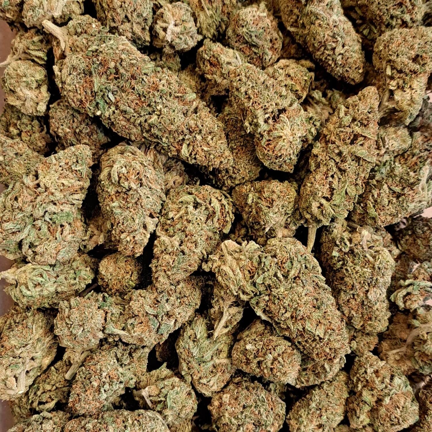Pack découverte Fleurs CBD Premium - Salvia la pépite verte