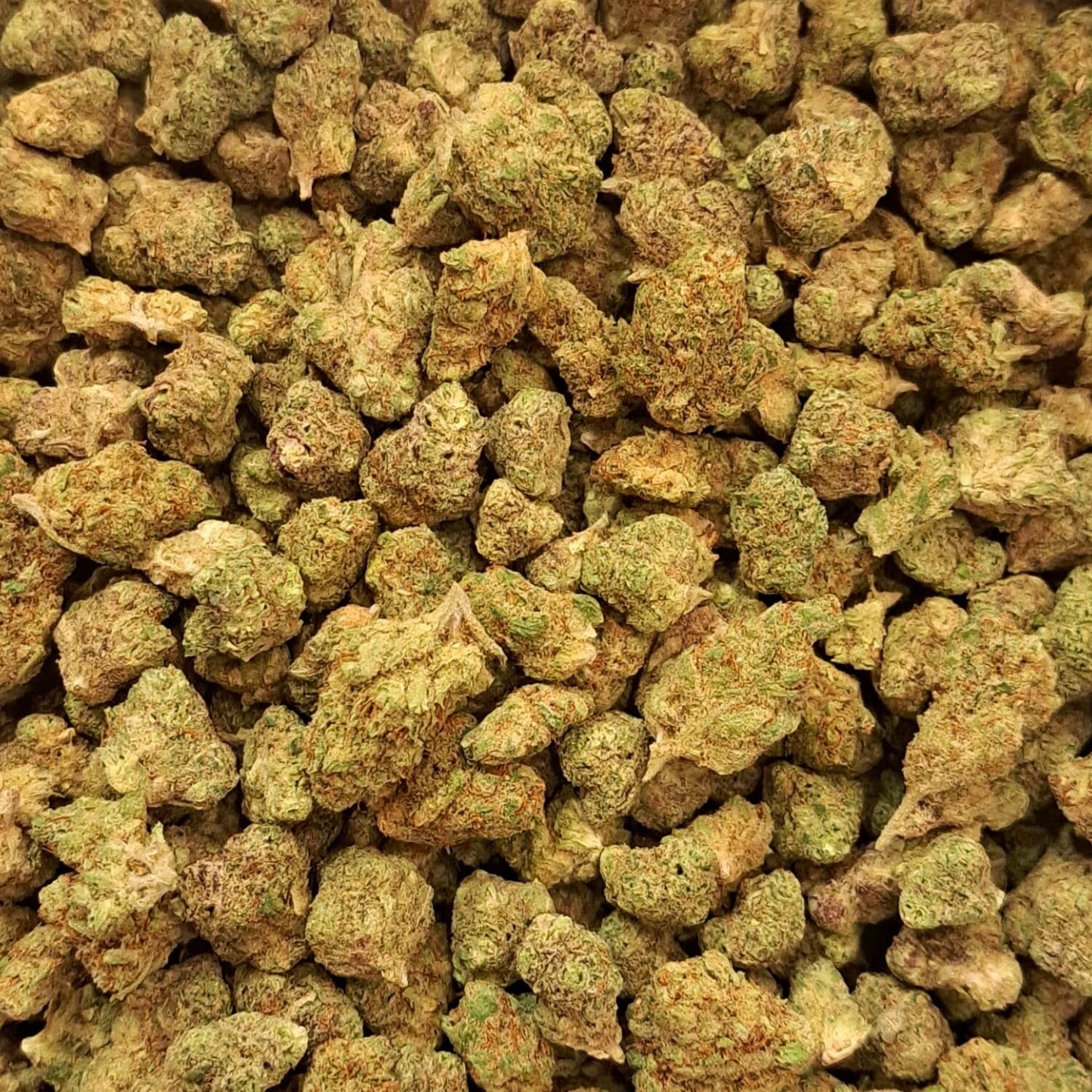 California Dream - Small buds - Salvia la pépite verte