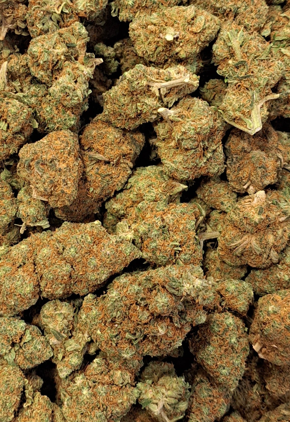 Gorilla Mandarina - Premium - Salvia la pépite verte