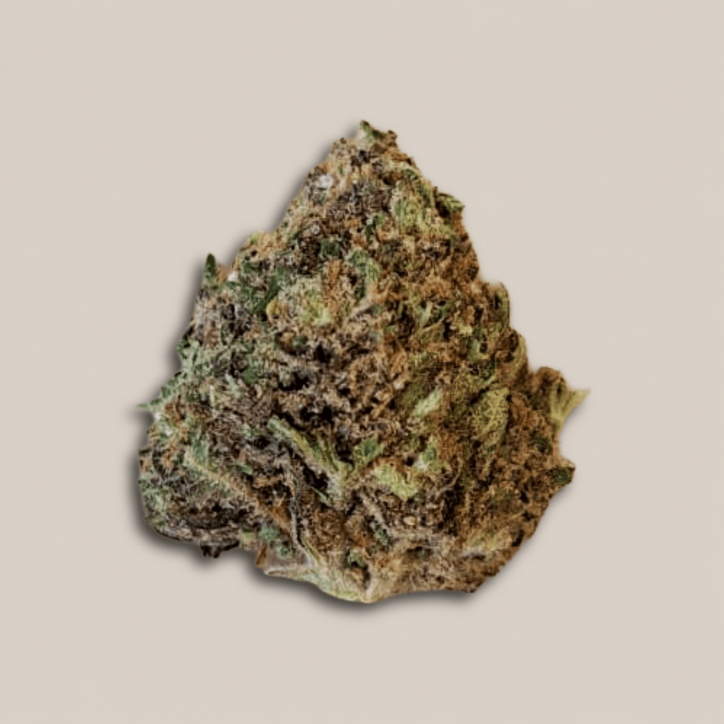 Jelly Gelato - Premium - Salvia la pépite verte