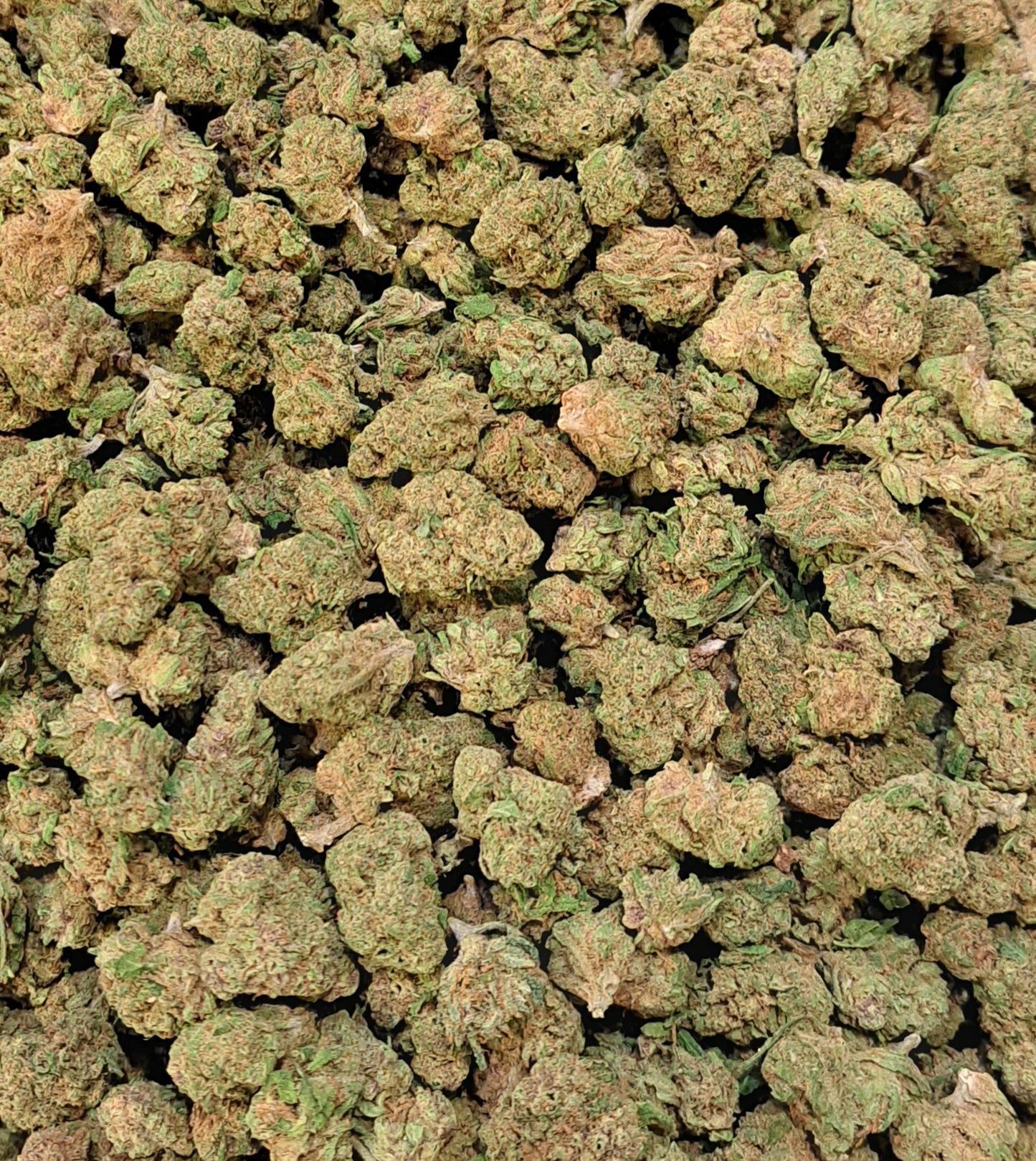 Lemon Cherry - Small buds - Salvia la pépite verte