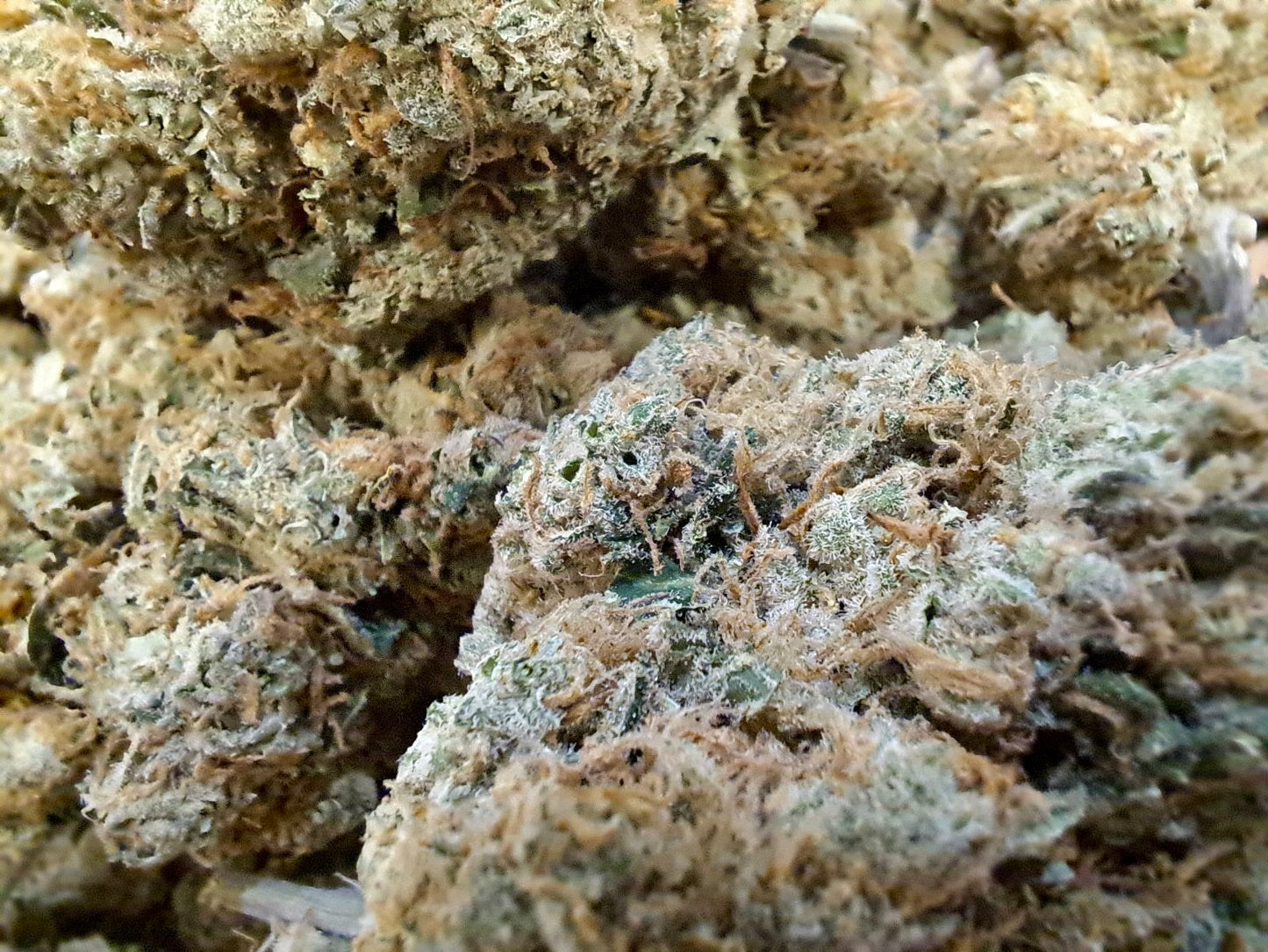 Lemon Ice Macro - Salvia la pépite verte