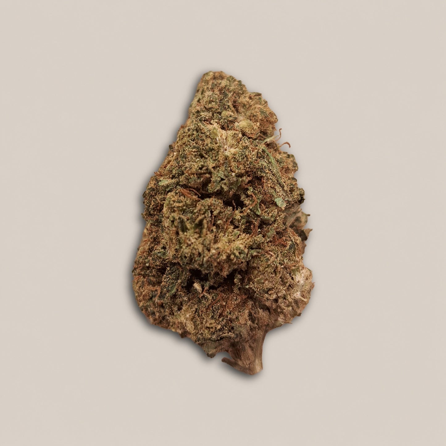 Lemon OG - Classique greenhouse - Salvia la pépite verte