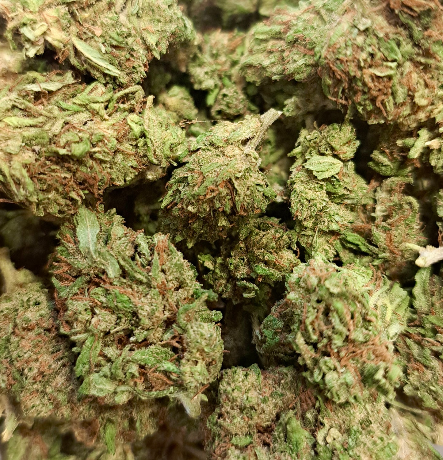 Lemon Gelato - Small buds - Salvia la pépite verte