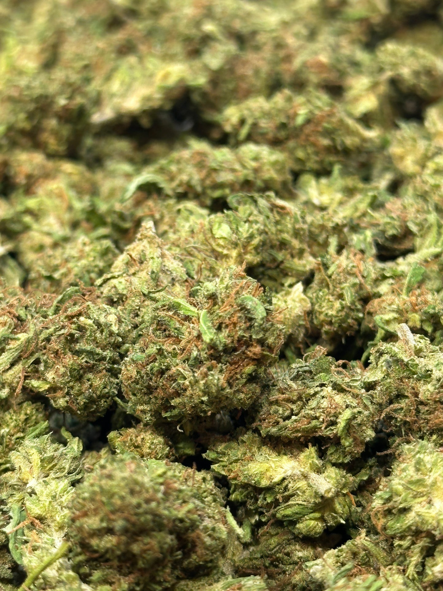 Lemon Gelato - Small buds - Salvia la pépite verte