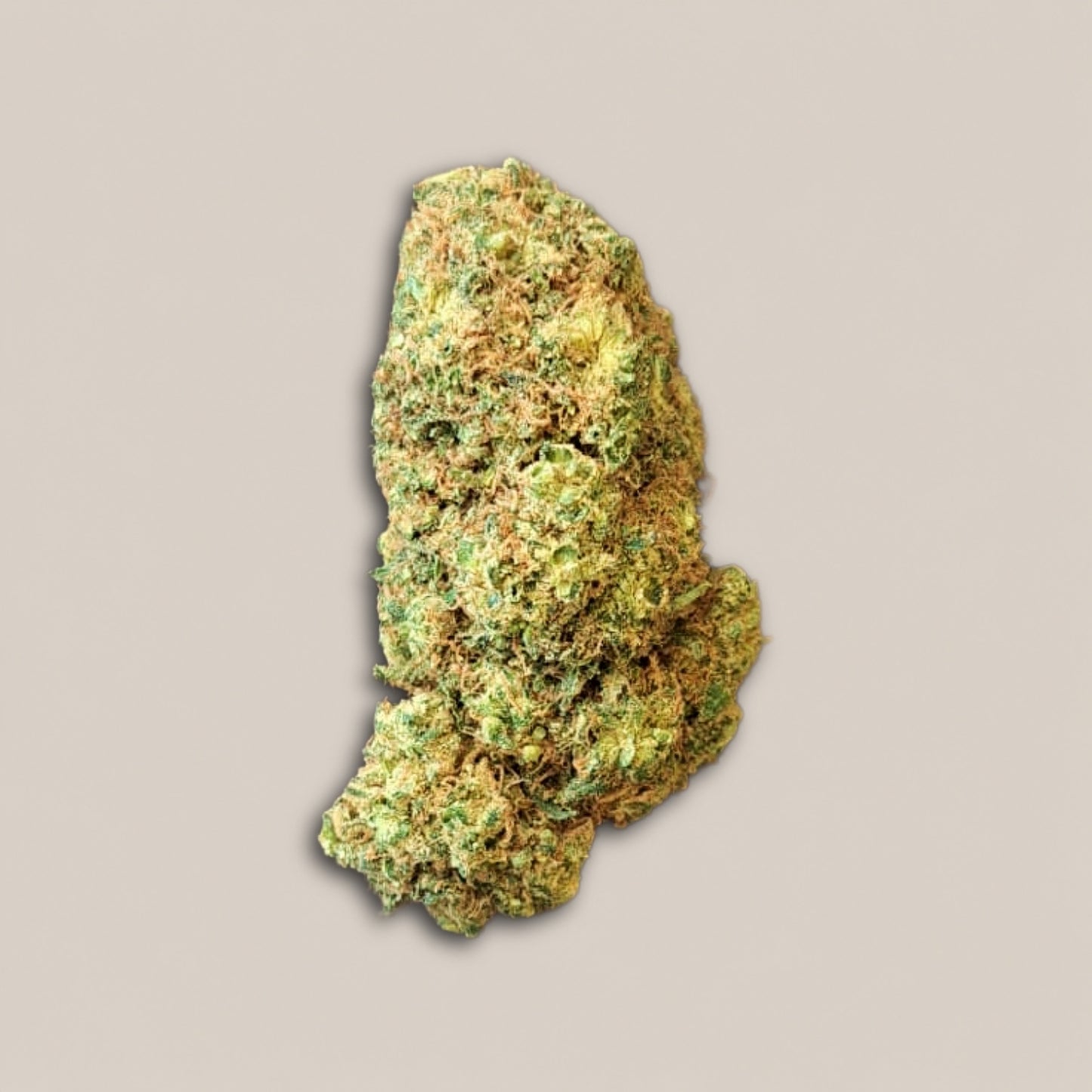 Orange Sorbet - Premium - Salvia la pépite verte