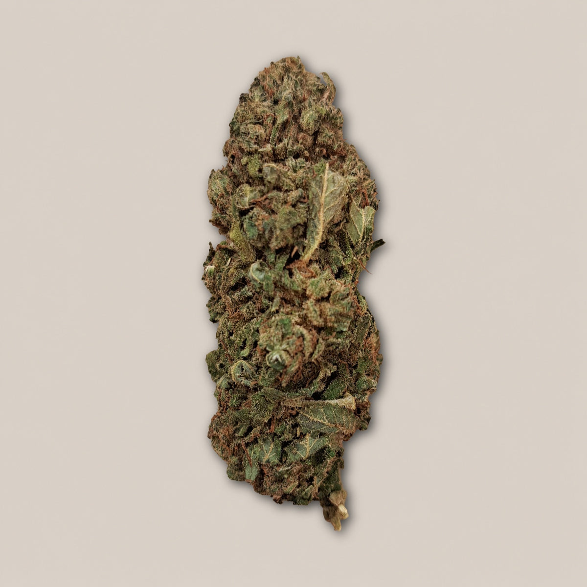 Tropical Haze - Classique glasshouse - Salvia la pépite verte