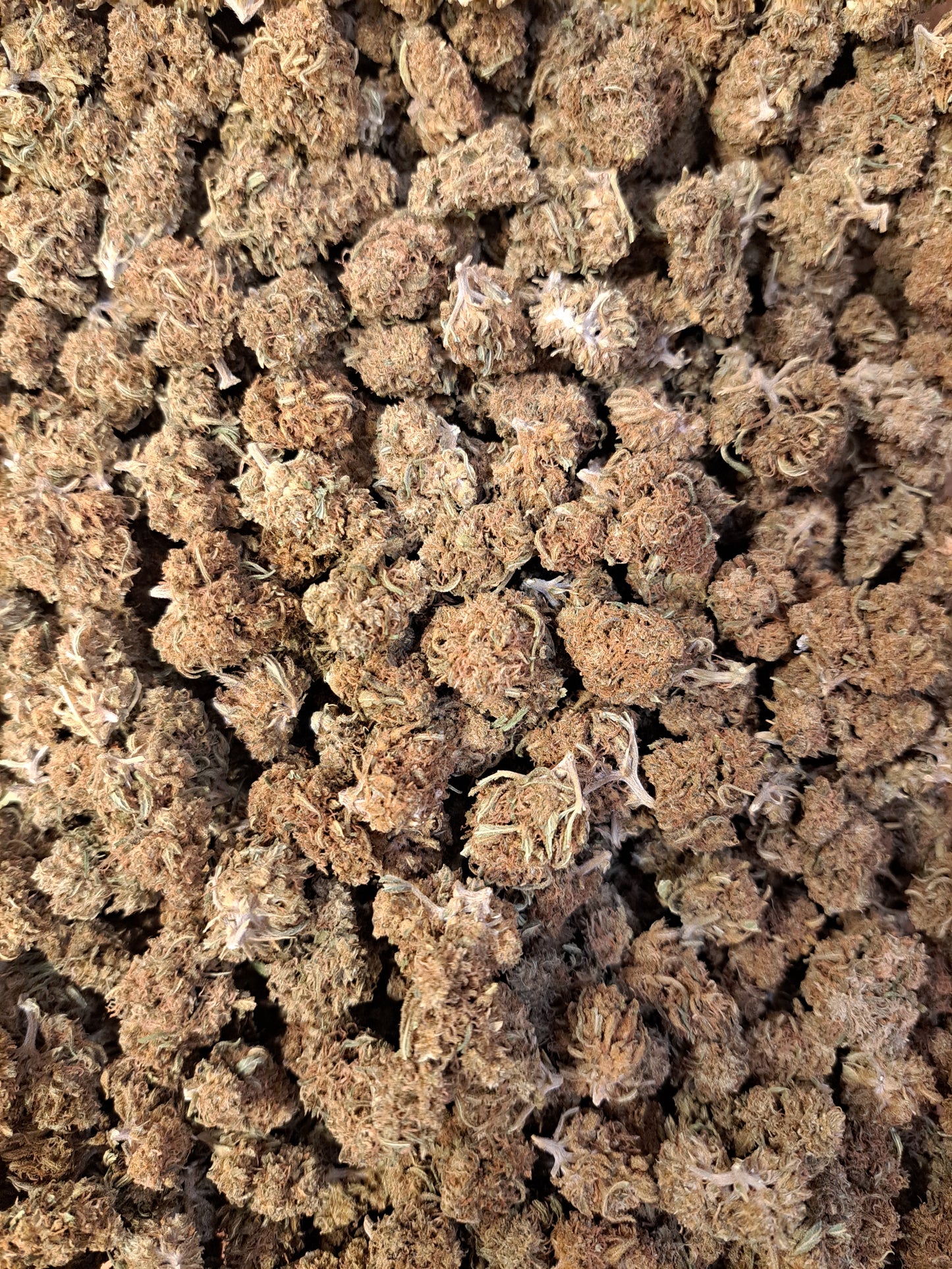 Wedding Cake - Small buds - Salvia la pépite verte