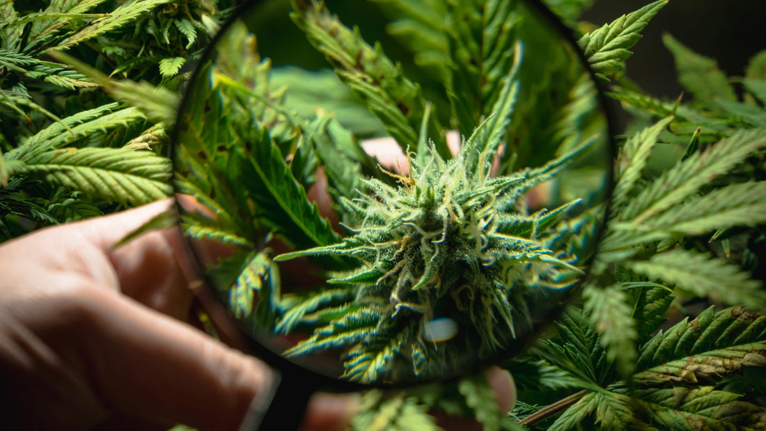 Qu'est ce que le CBD ? Et pourquoi il ne vous fera pas "planer" ?