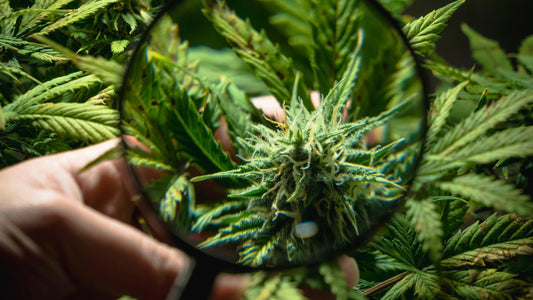 Qu'est ce que le CBD ? Et pourquoi il ne vous fera pas "planer" ?