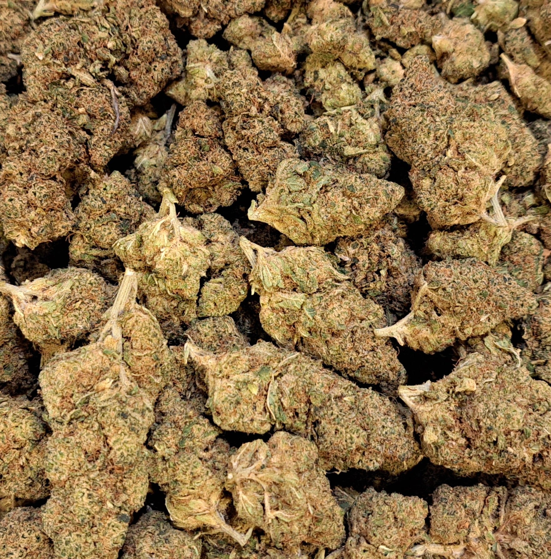 Alien Berries - Premium - Salvia la pépite verte