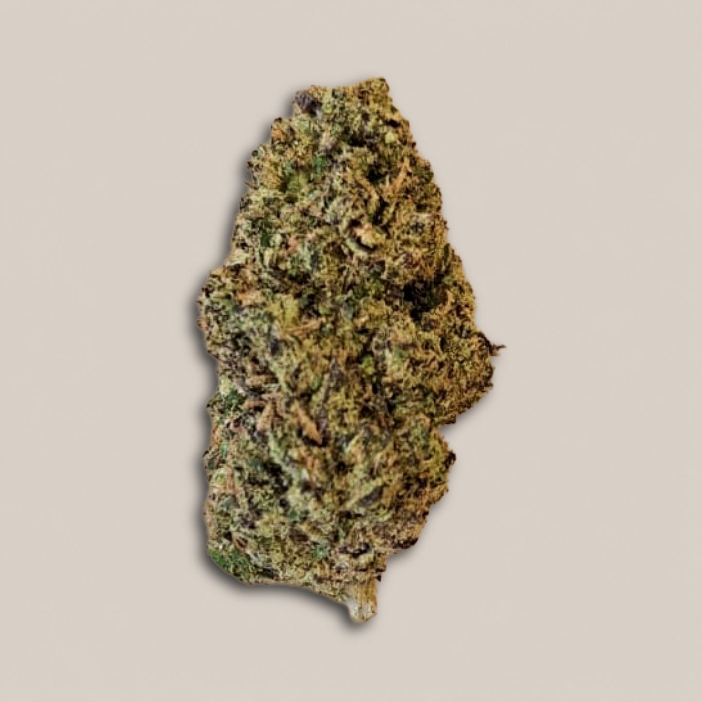 Alien Cookies - Premium - Salvia la pépite verte