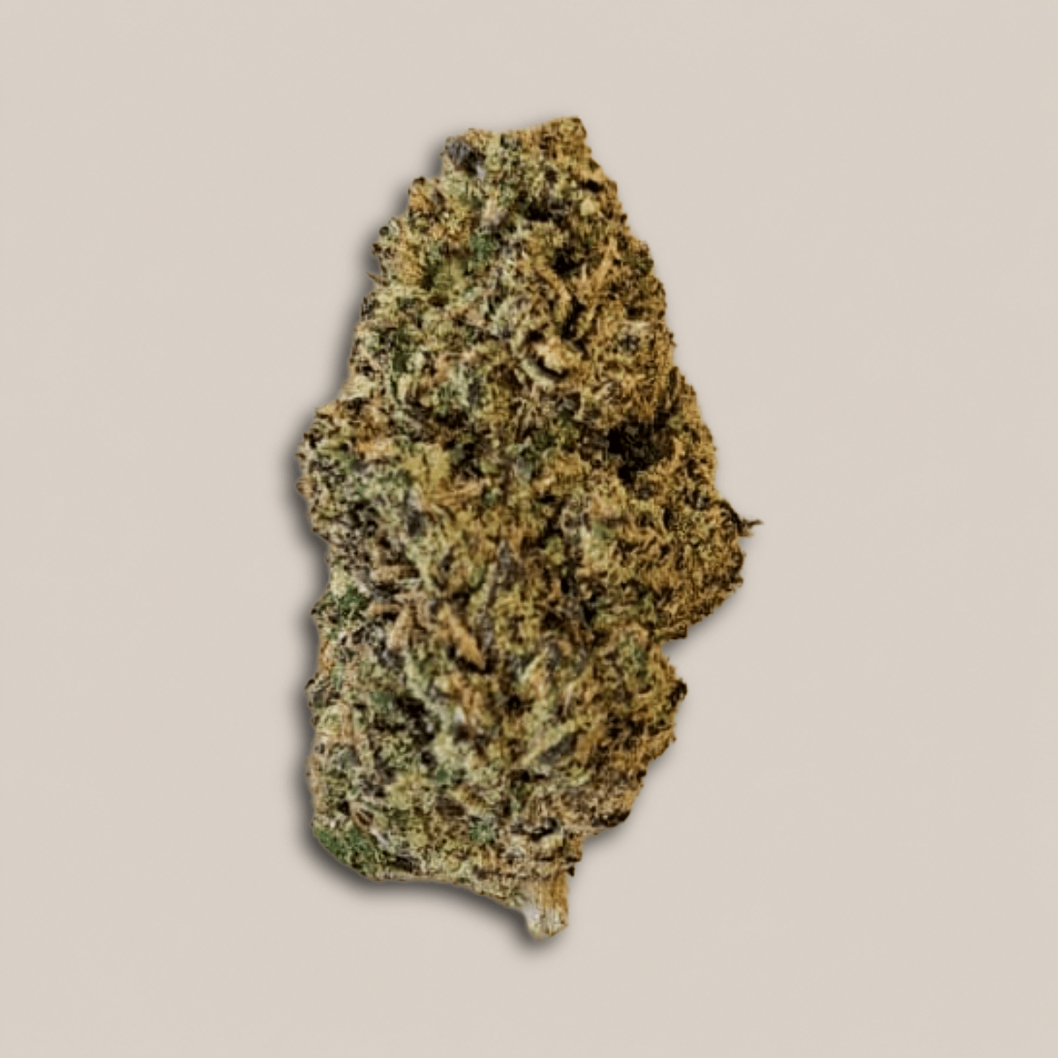 Alien Cookies - Premium - Salvia la pépite verte