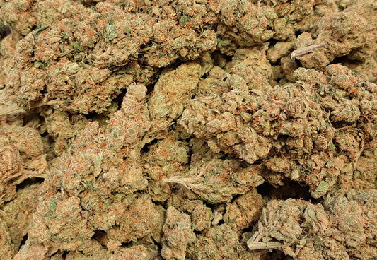 Amnesia 2.0 - Premium - Salvia la pépite verte