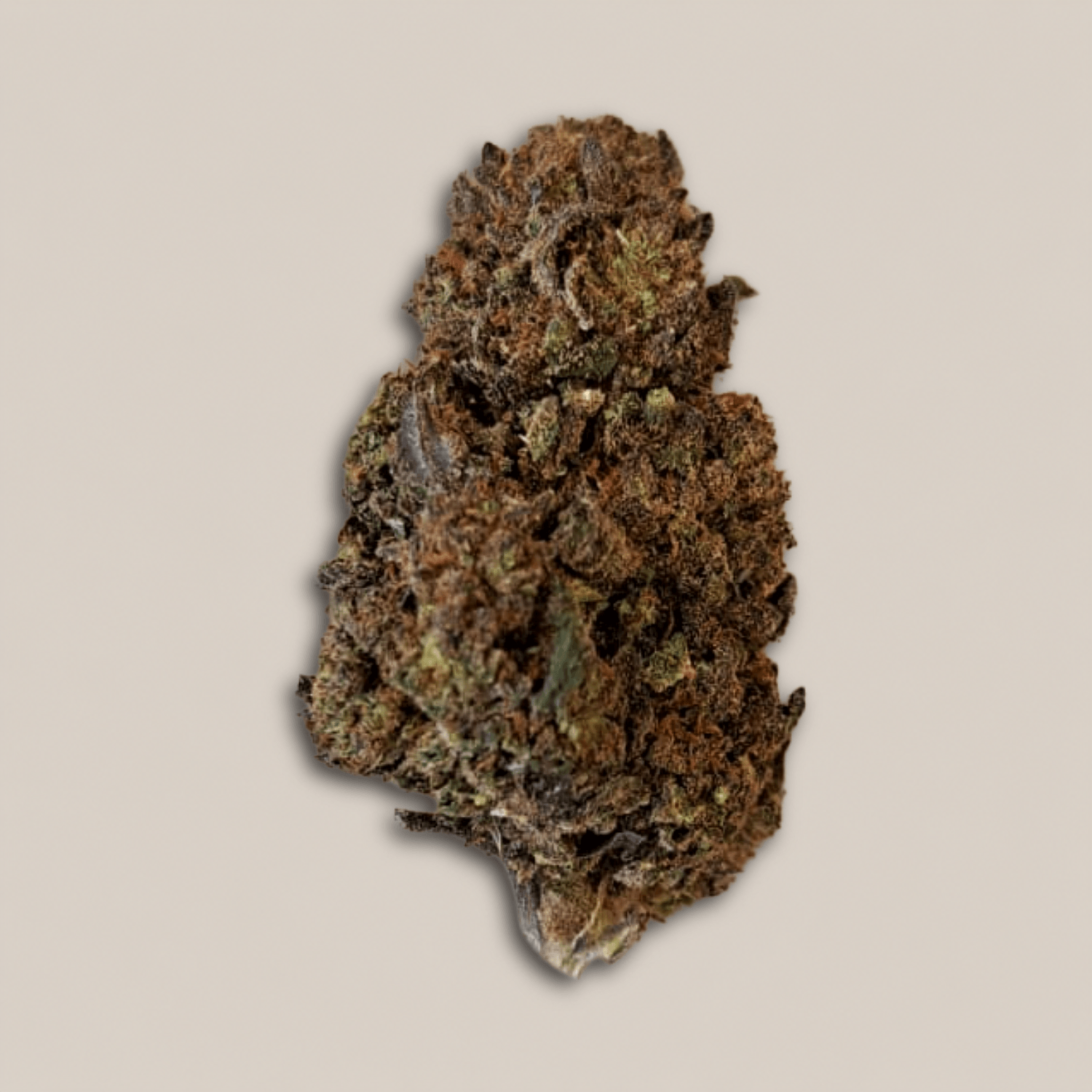 Black Mango - Premium - Salvia la pépite verte