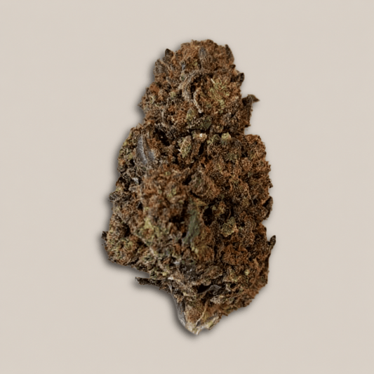 Black Mango - Premium - Salvia la pépite verte