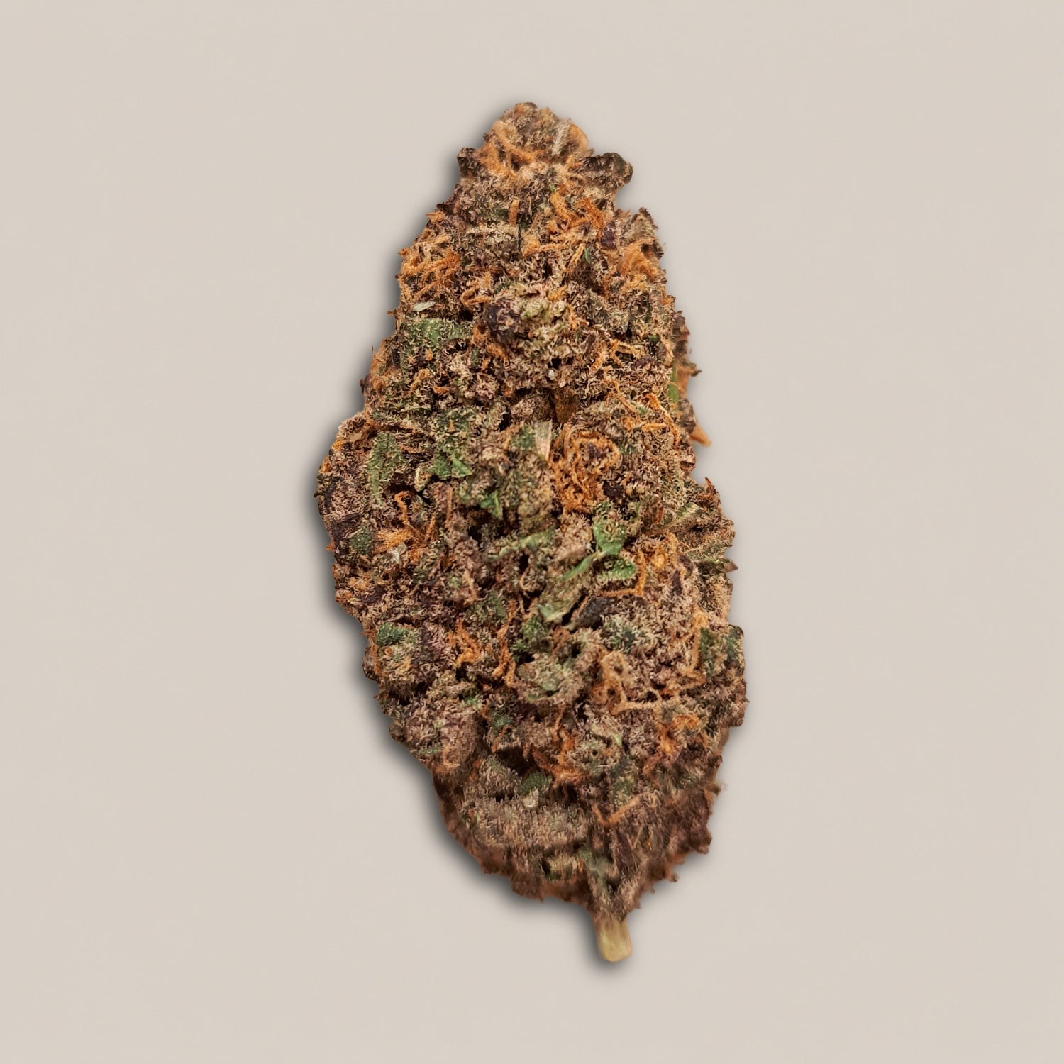 Blood Orange - Premium - Salvia la pépite verte