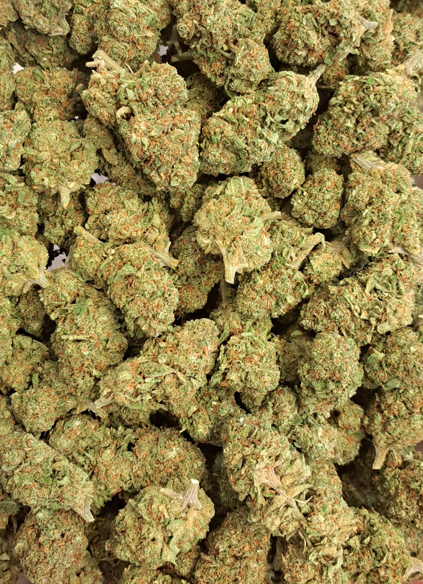 Blueberry 2.0 - Premium - Salvia la pépite verte