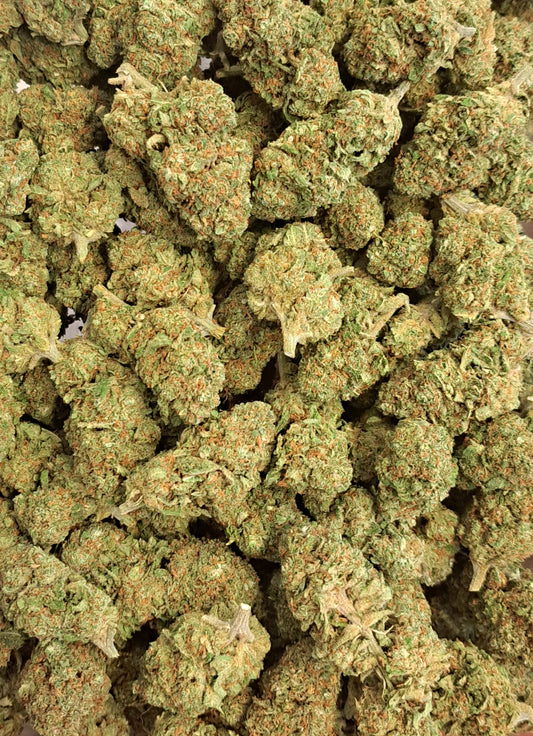 Blueberry 2.0 - Premium - Salvia la pépite verte