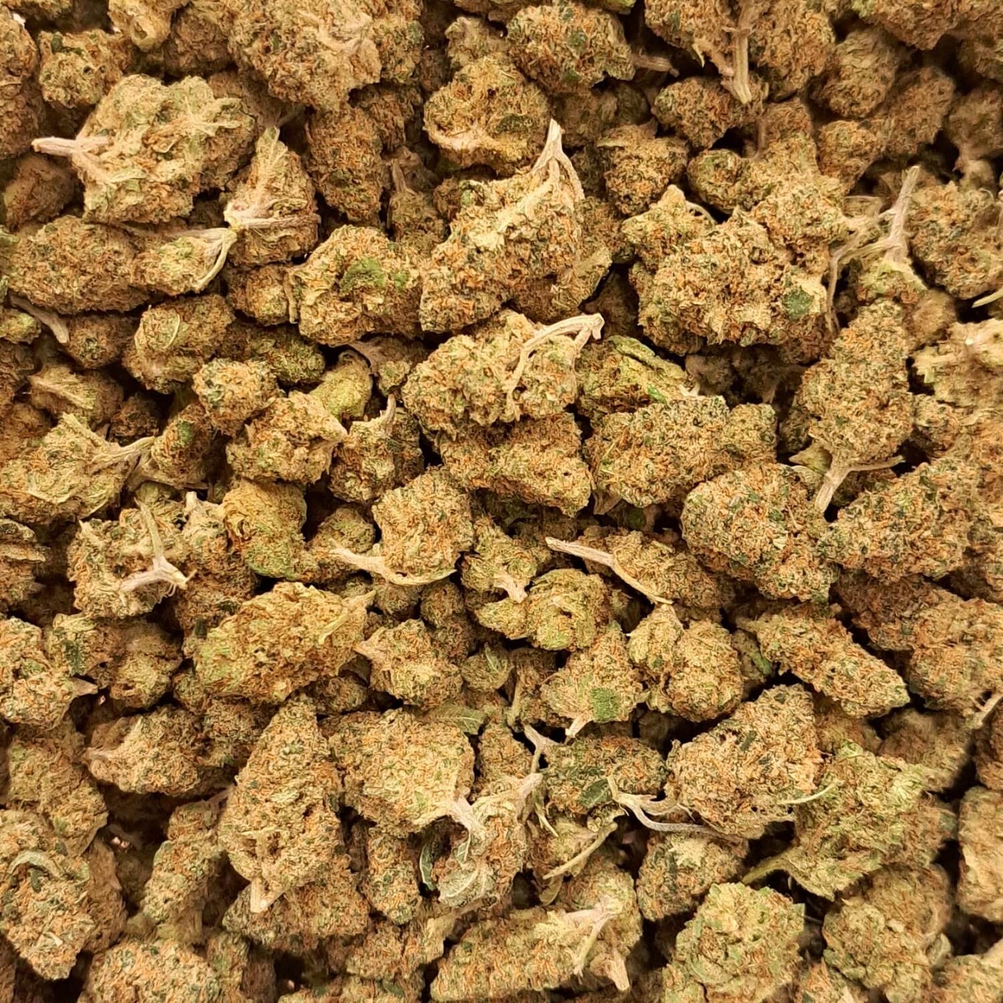 Blueberry Muffin - Small buds - Salvia la pépite verte