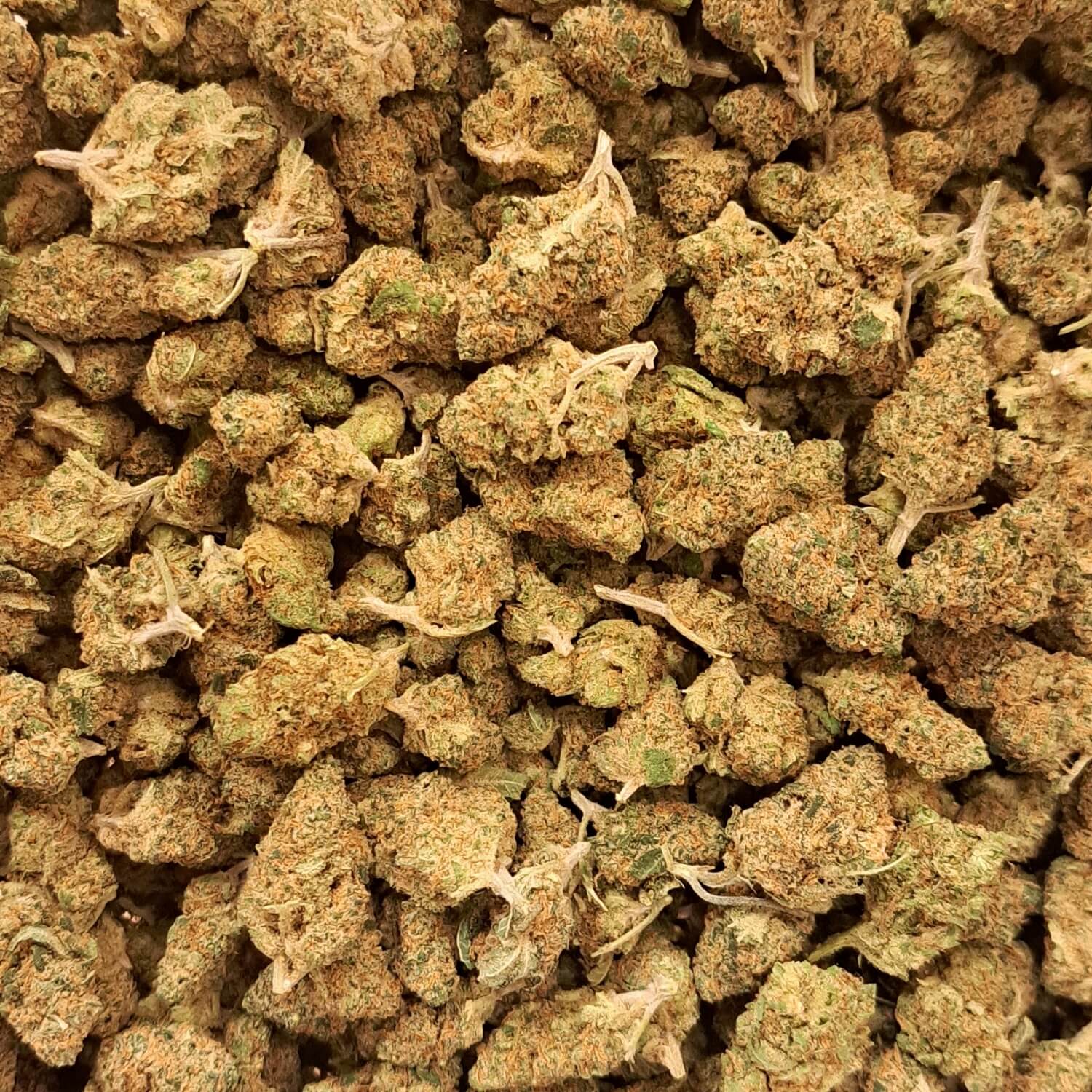Blueberry Muffin - Small buds - Salvia la pépite verte