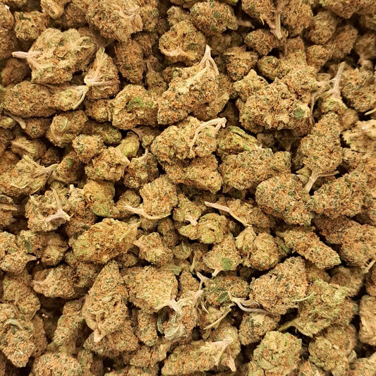 Blueberry Muffin - Small buds - Salvia la pépite verte