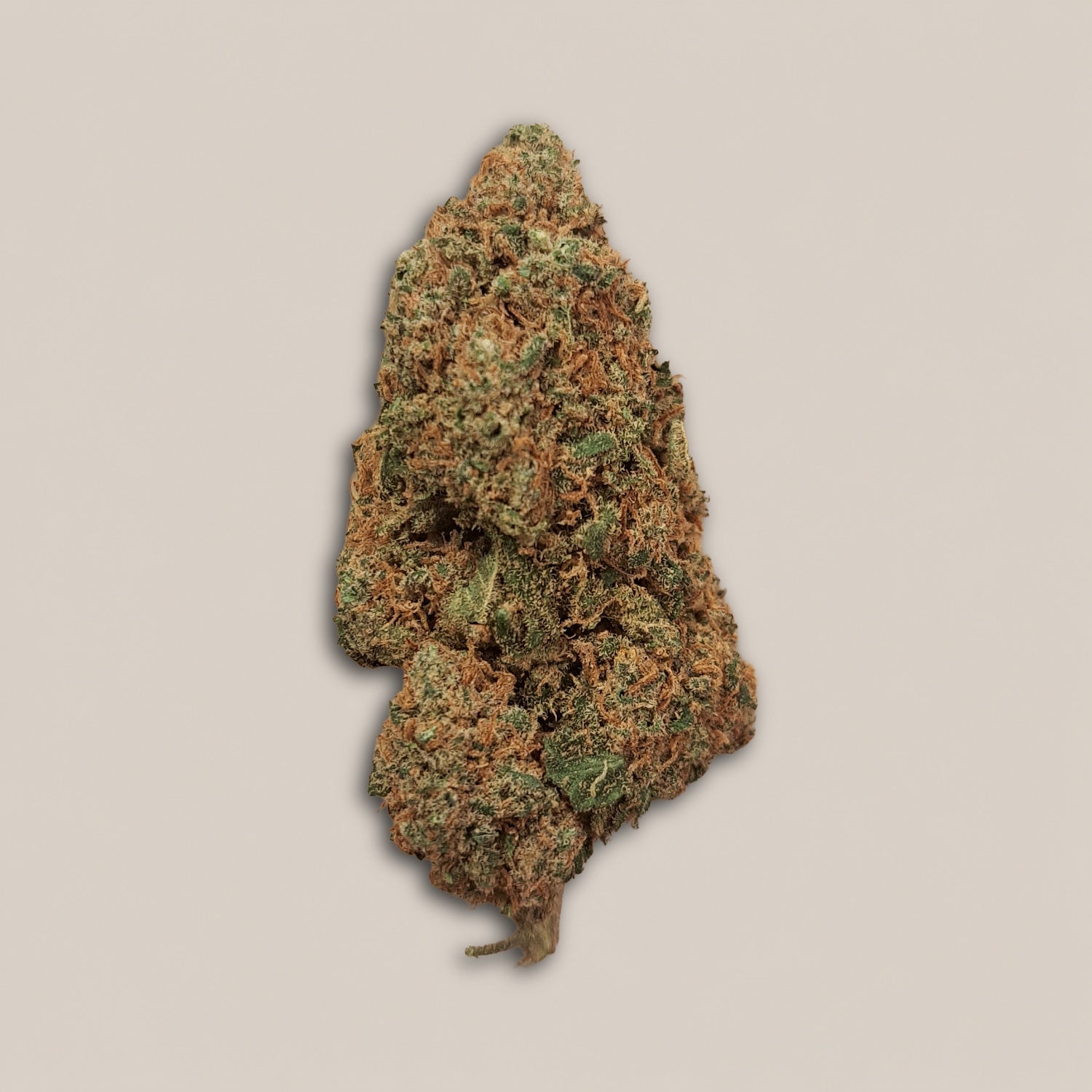 Blueberry x Zushi - Premium - Salvia la pépite verte