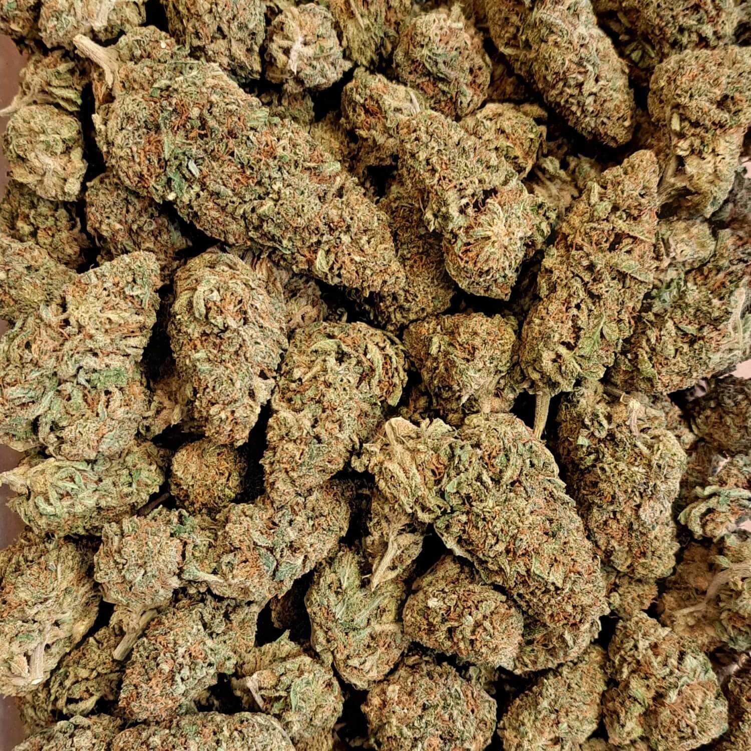 Pack découverte Fleurs CBD Premium - Salvia la pépite verte