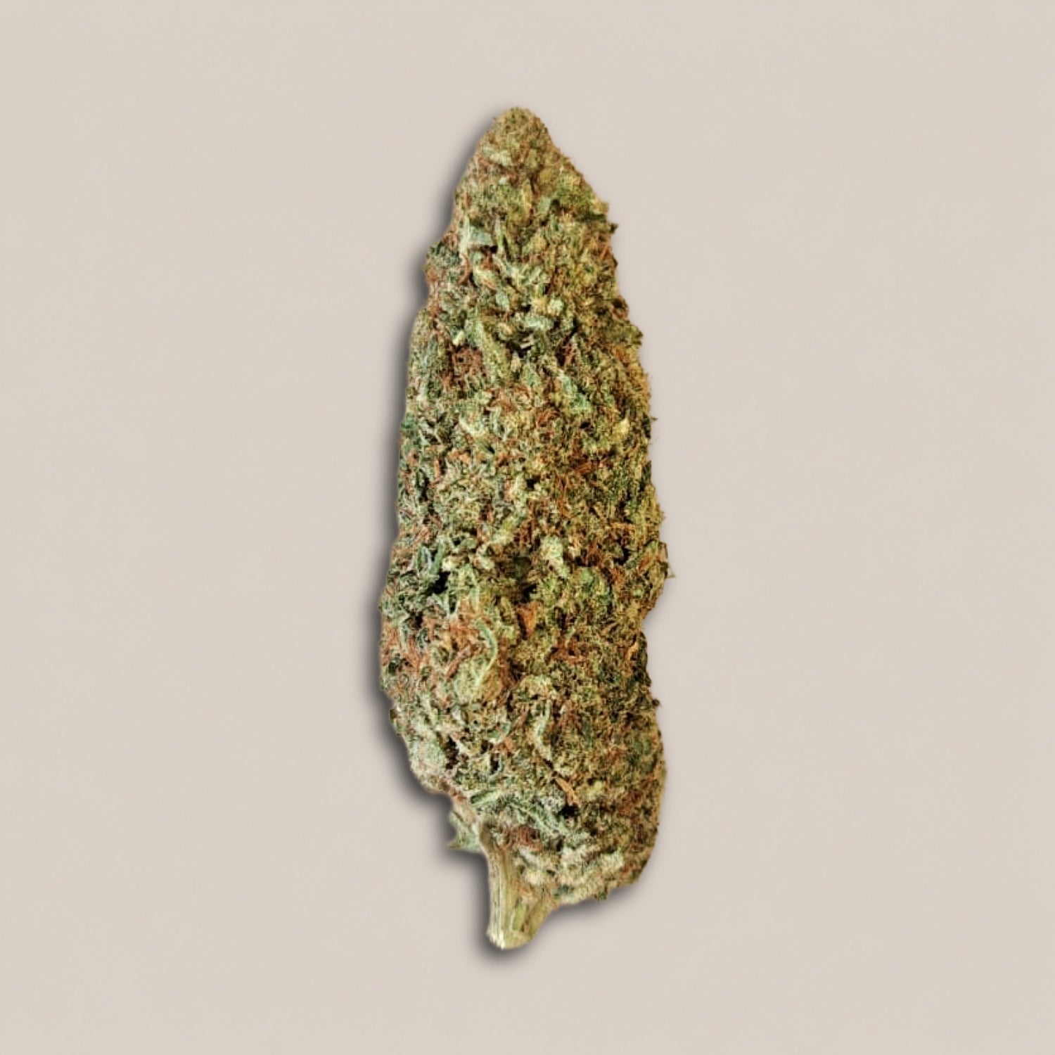 Bubble Mint - Premium - Salvia la pépite verte