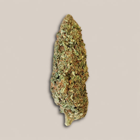 Bubble Mint - Premium - Salvia la pépite verte