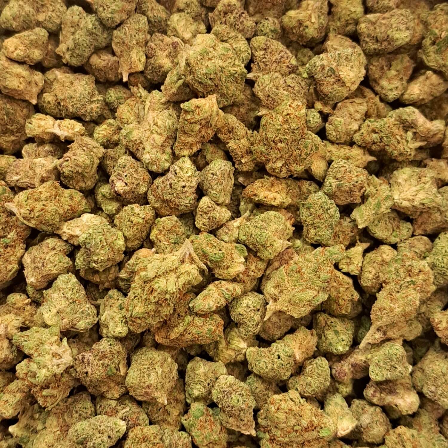 California Dream - Small buds - Salvia la pépite verte