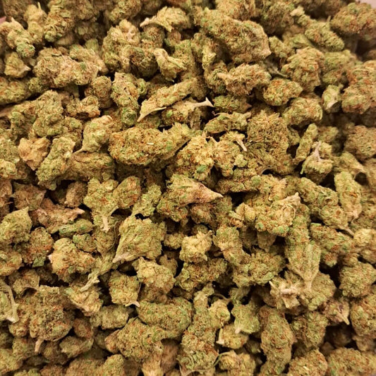 California Haze - Small buds - Salvia la pépite verte