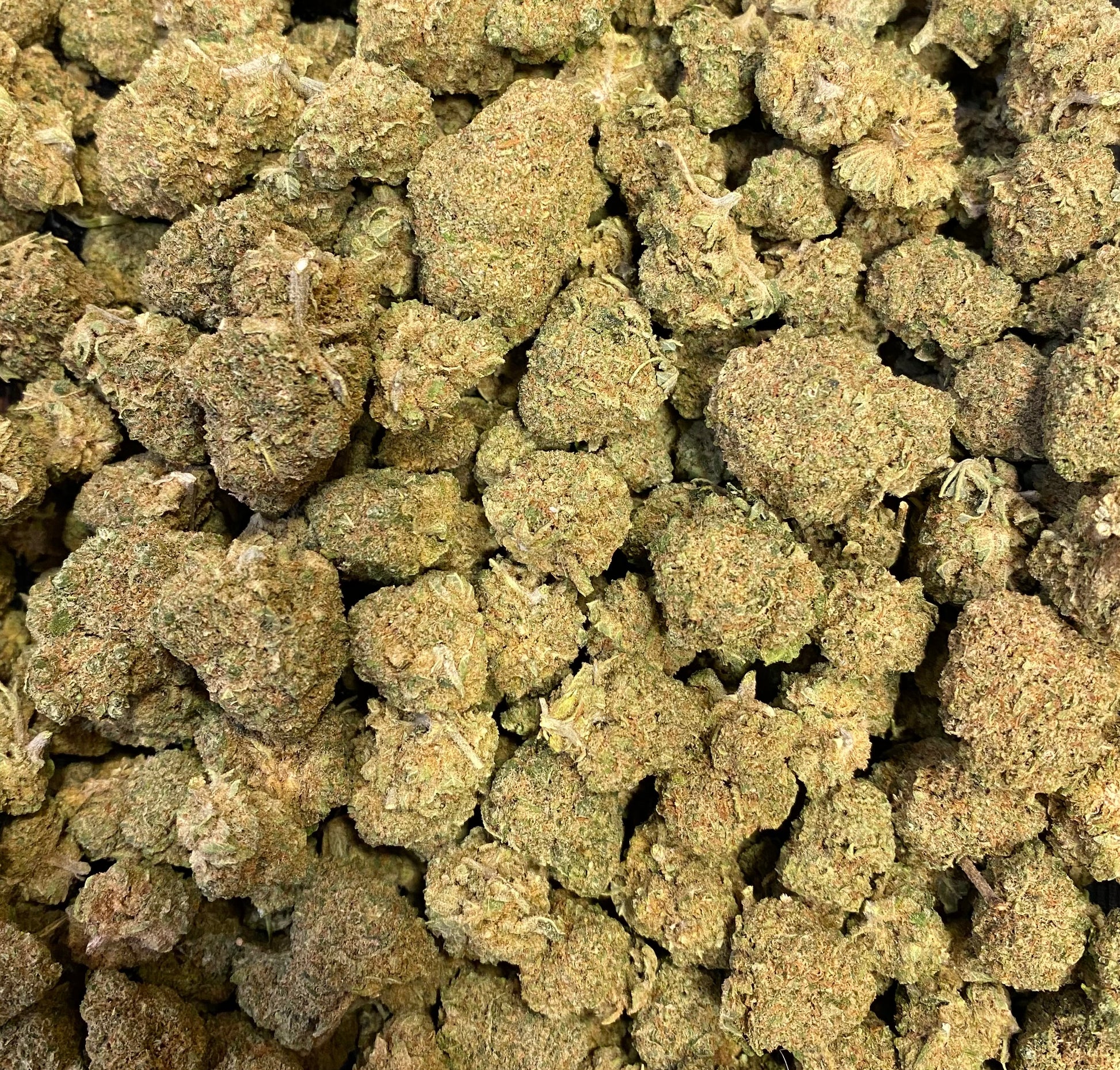 Green Gelato CBD - Salvia la pépite verte
