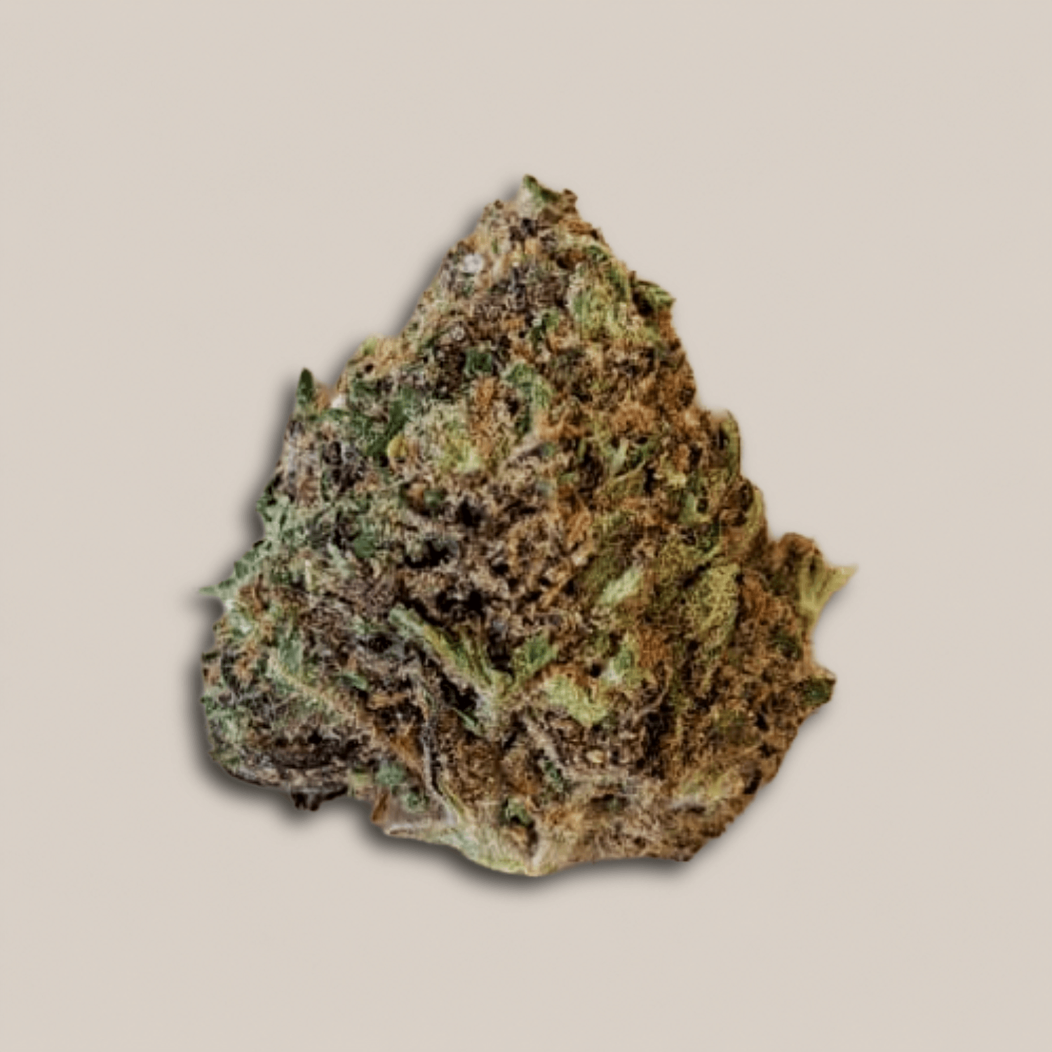 Jelly Gelato - Premium - Salvia la pépite verte
