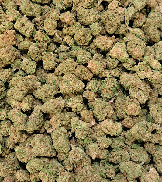 Lemon Cherry - Small buds - Salvia la pépite verte