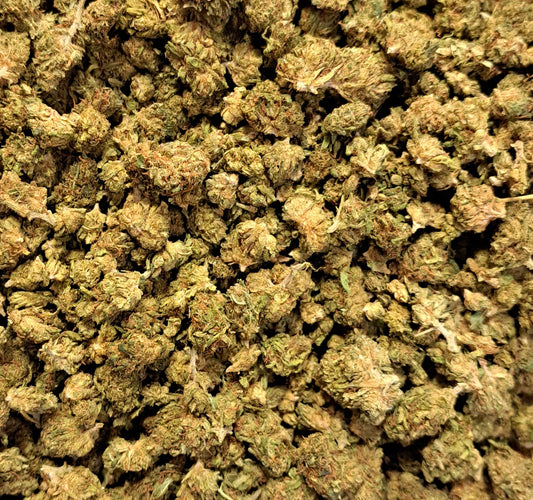 Lemon Gelato - Small buds - Salvia la pépite verte