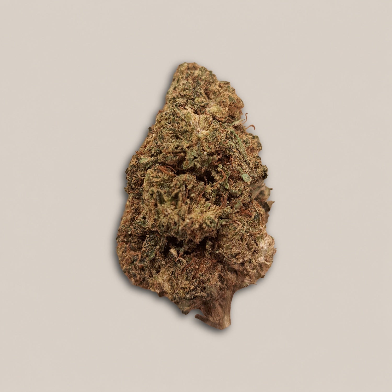 Lemon OG - Classique greenhouse - Salvia la pépite verte