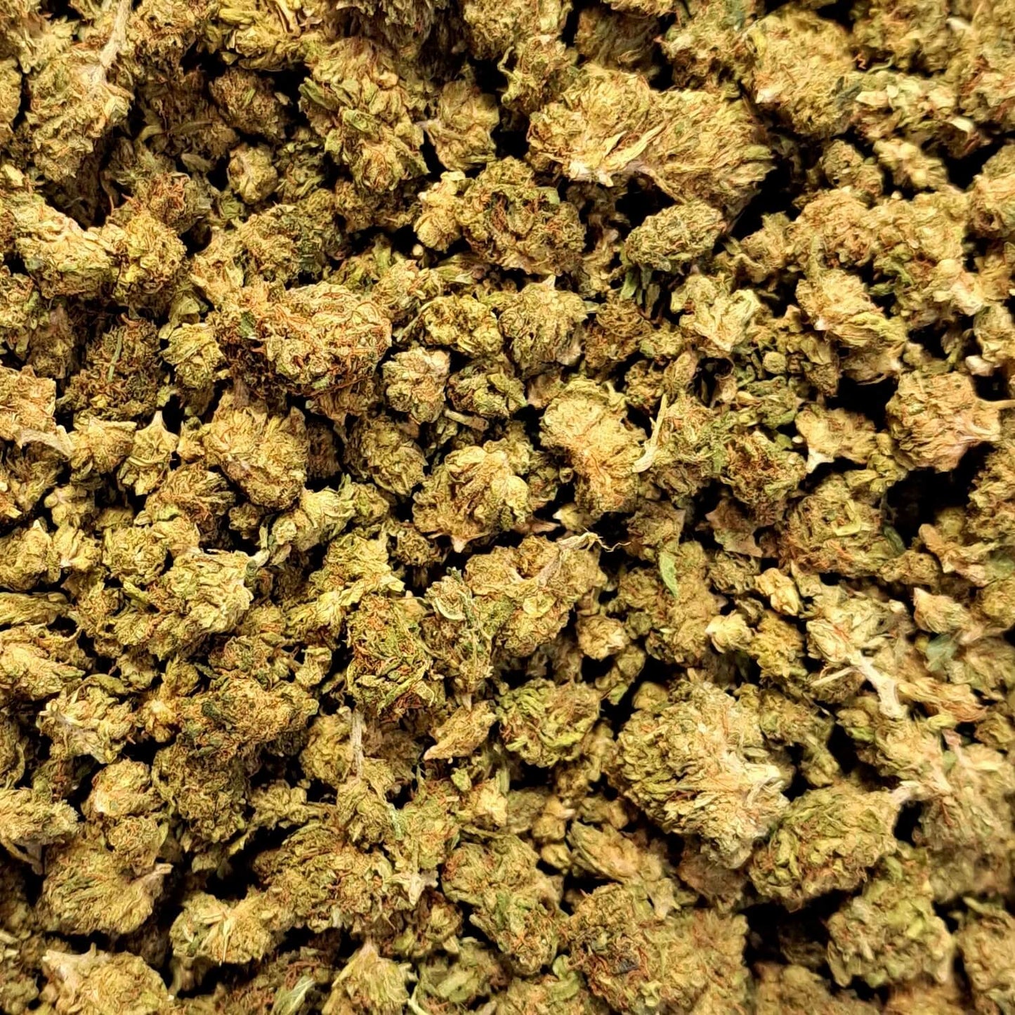 Lemon Gelato - Small buds - Salvia la pépite verte