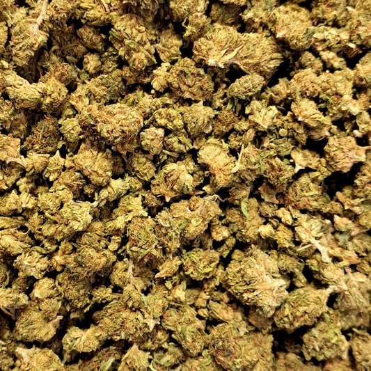 Lemon Gelato - Small buds - Salvia la pépite verte