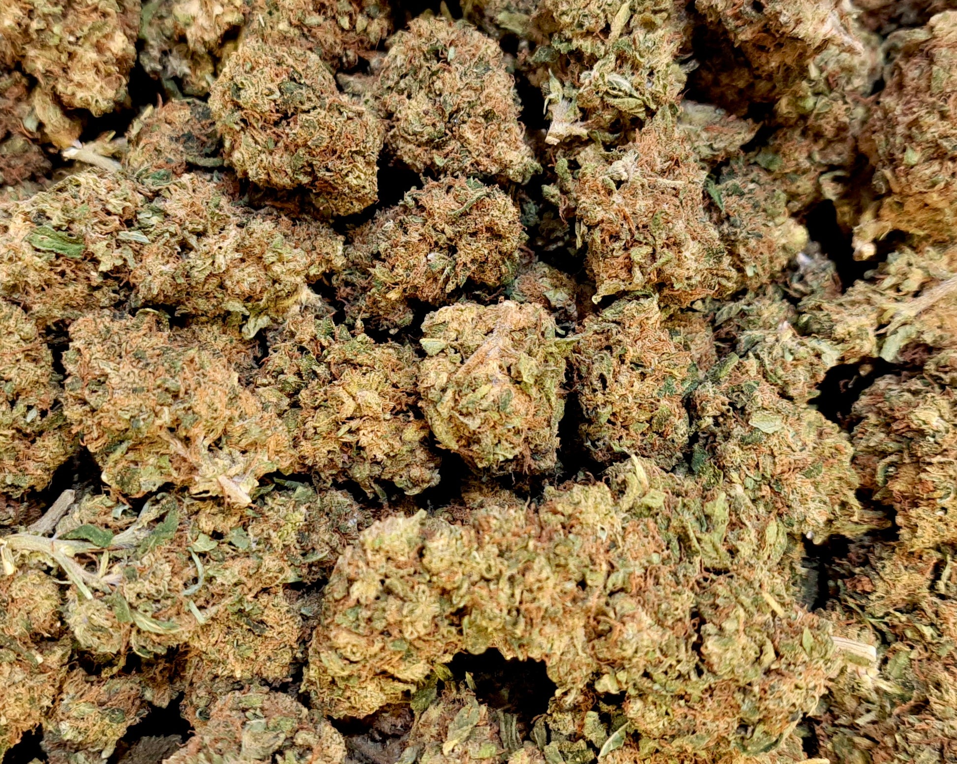 London Pound Cake - Classique greenhouse - Salvia la pépite verte