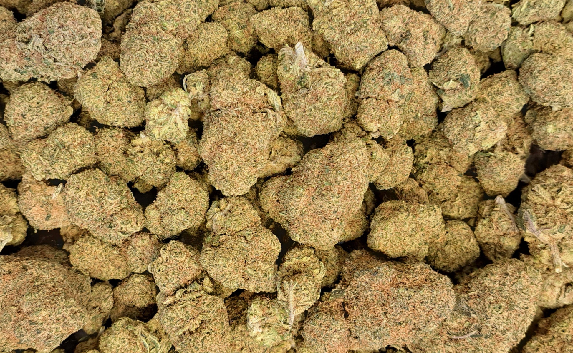 Mac Miracle Alien Cookies CBD - Salvia la pepite verte