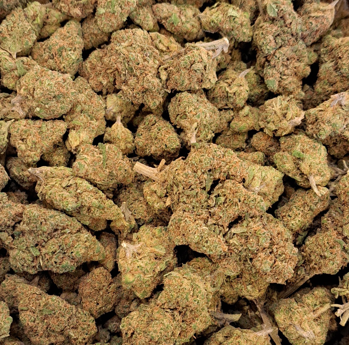 Moby Dick - Premium - Salvia la pépite verte