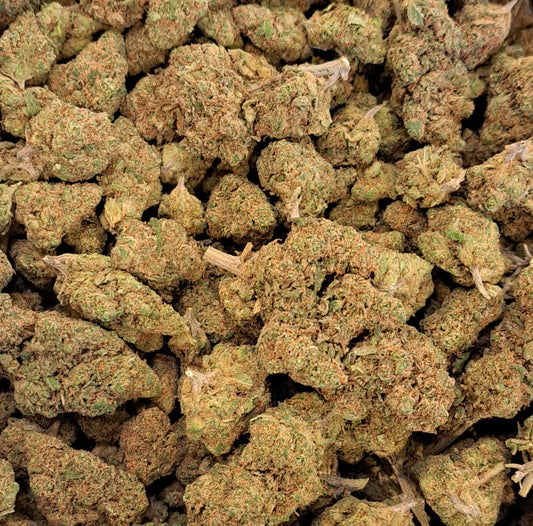 Moby Dick - Premium - Salvia la pépite verte