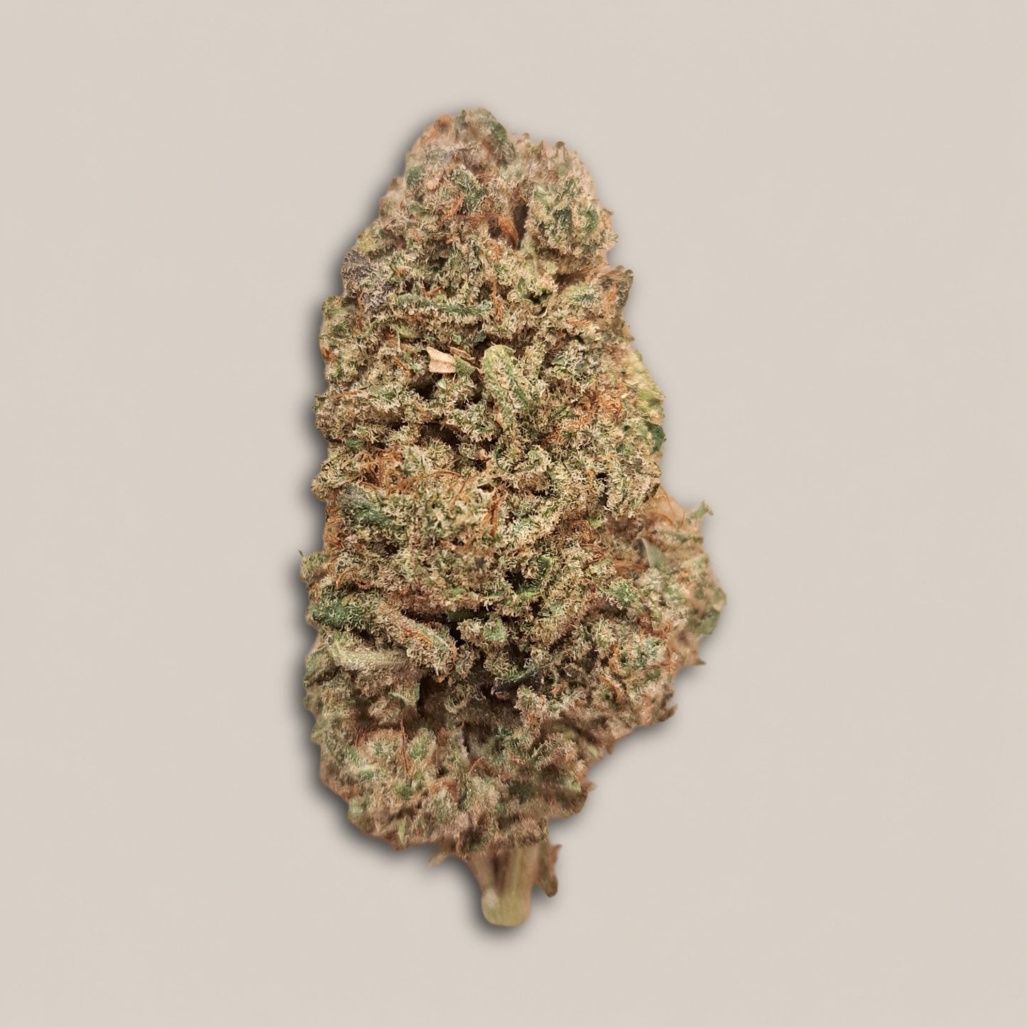 Payton Strawberry - Premium - Salvia la pépite verte