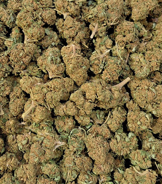 Pineapple Candy - Classique greenhouse - Salvia la pépite verte